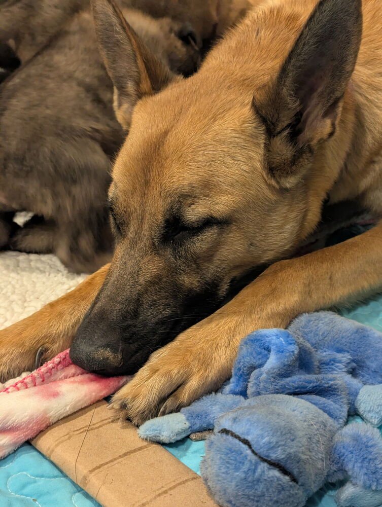 MERRY FKA PEBBLES - LOCATED IN AZ - Belgian Shepherd Malinois available for adoption