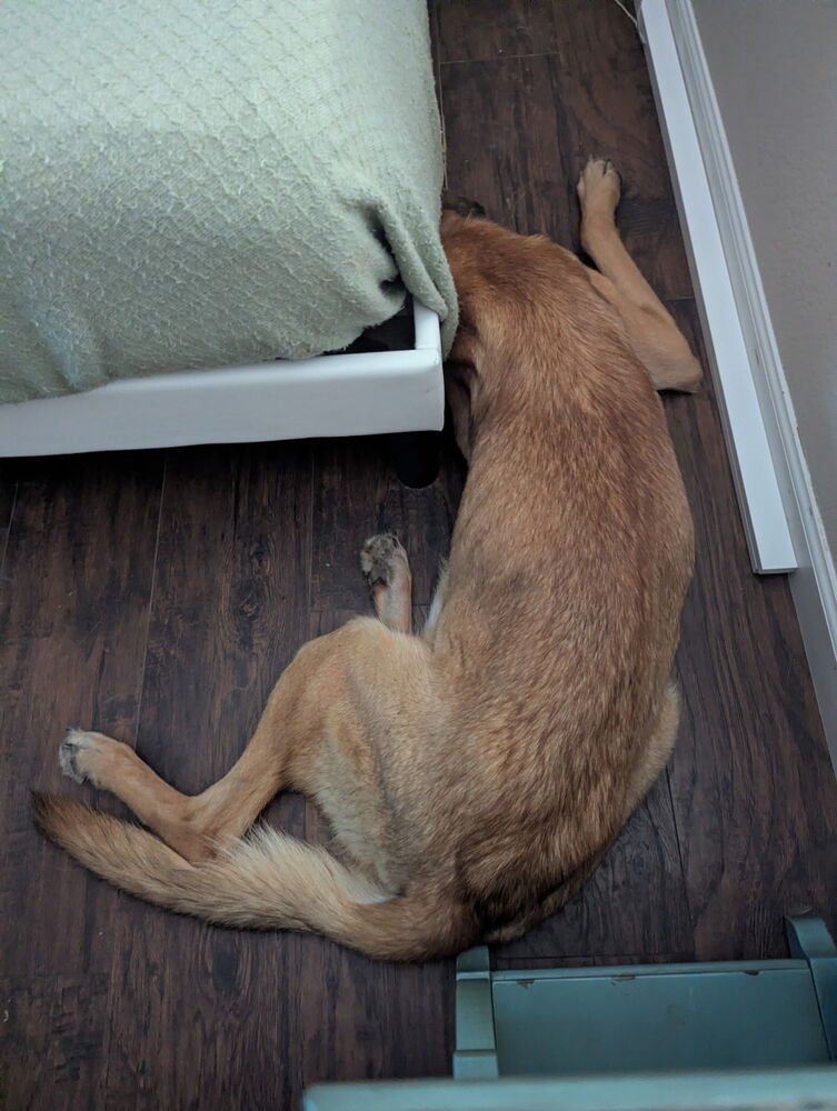 Merry fka Pebbles - located in AZ - Photo 3