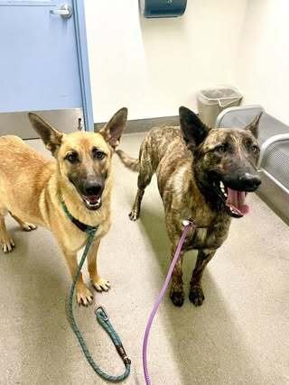 Merry fka Pebbles - located in AZ - Photo 4