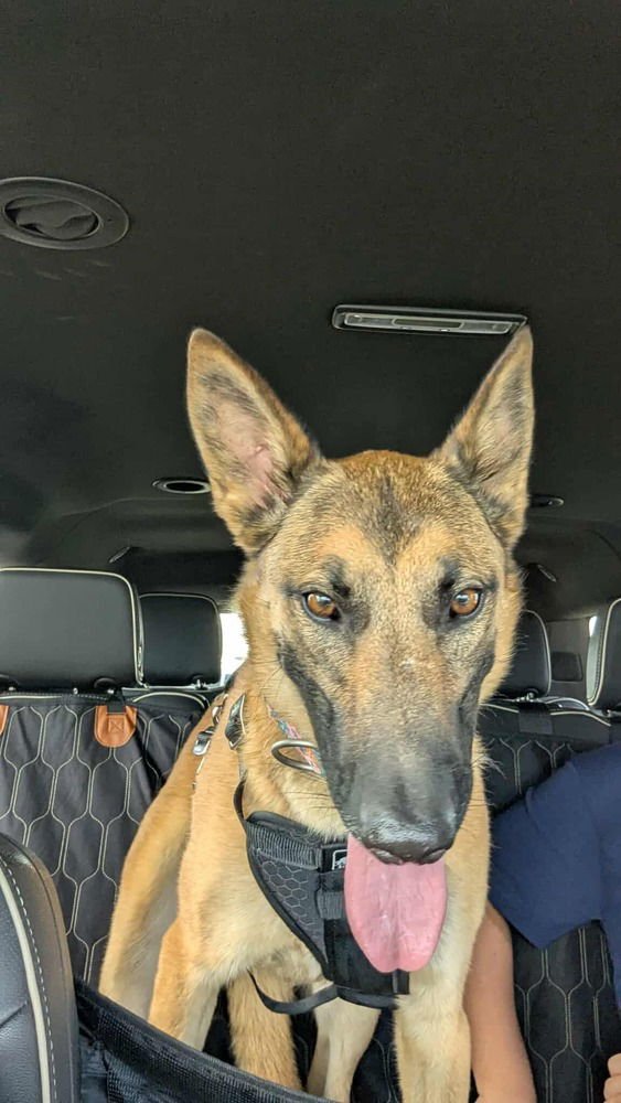 SADIE FKA CRATER IN CO - Belgian Shepherd Malinois available for adoption