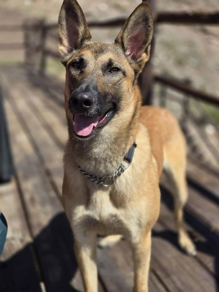 SADIE FKA CRATER IN CO - Belgian Shepherd Malinois available for adoption