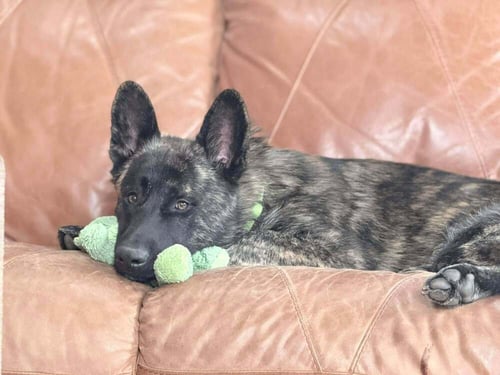 SHAKA FKA OAKLEY IN CO - Dutch Shepherd available for adoption