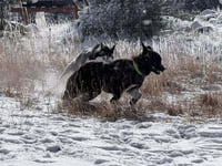 Shaka FKA Oakley in CO - Photo 3