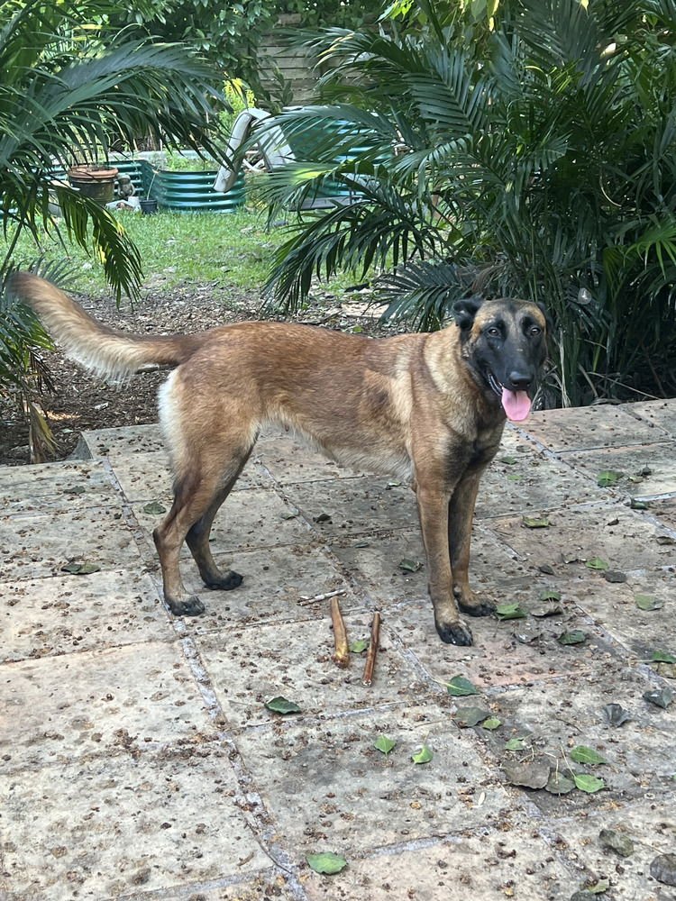 BOLT - LOCATED IN FLORIDA - Belgian Shepherd Malinois available for adoption