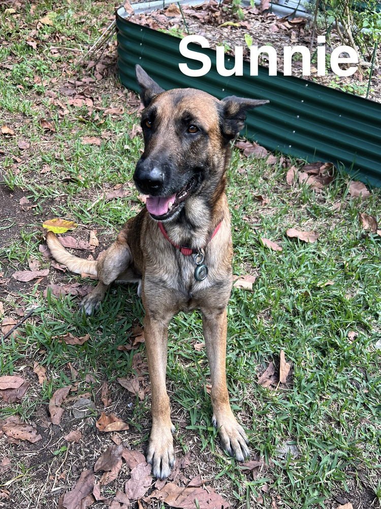 BOLT - LOCATED IN FLORIDA - Belgian Shepherd Malinois available for adoption