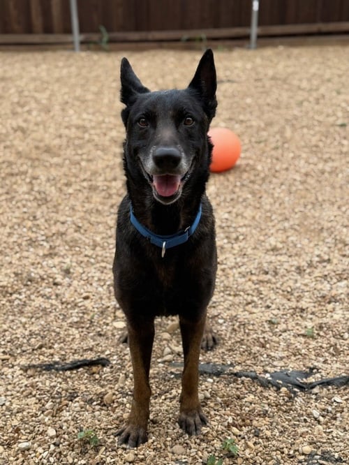 LEGEND- LOCATED IN OKLAHOMA - Belgian Shepherd Malinois available for adoption