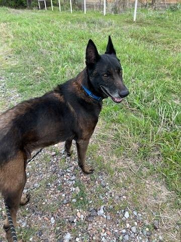 LEGEND- LOCATED IN OKLAHOMA - Belgian Shepherd Malinois available for adoption