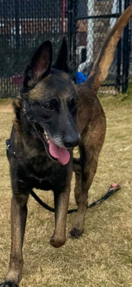 RETIARIUS - LOCATED IN NC - Belgian Shepherd Malinois available for adoption