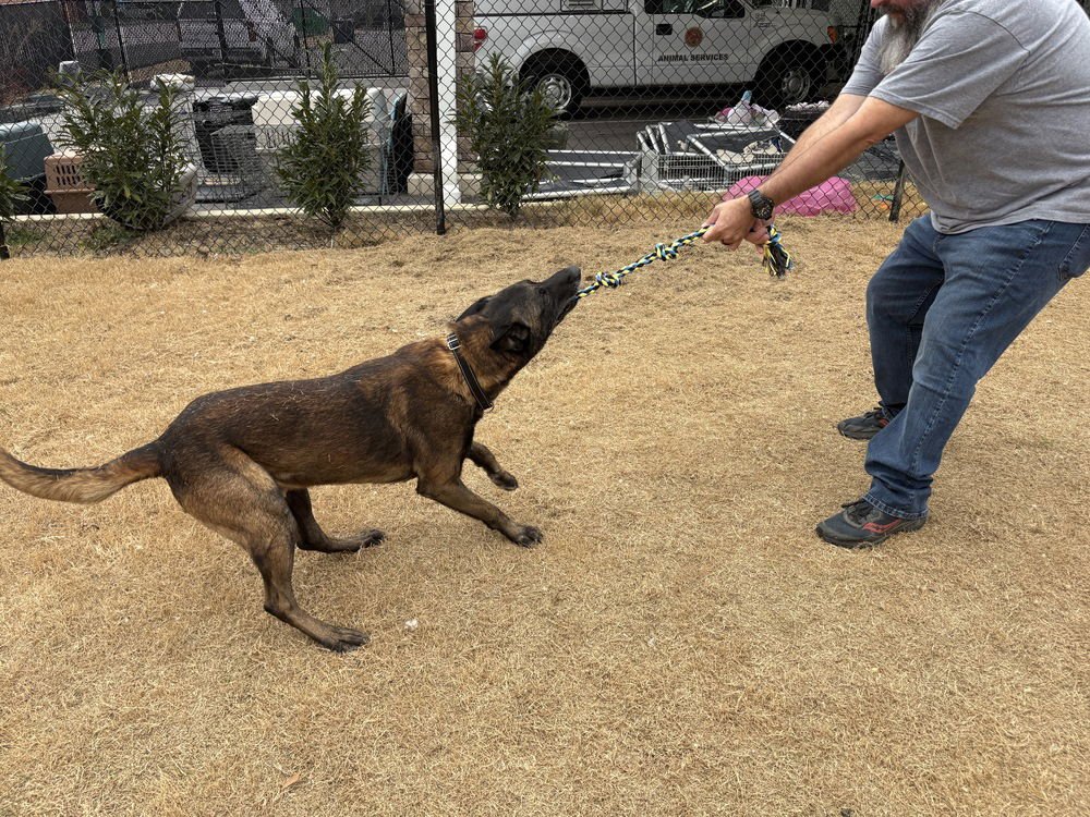 Retiarius - Located in NC - Photo 3