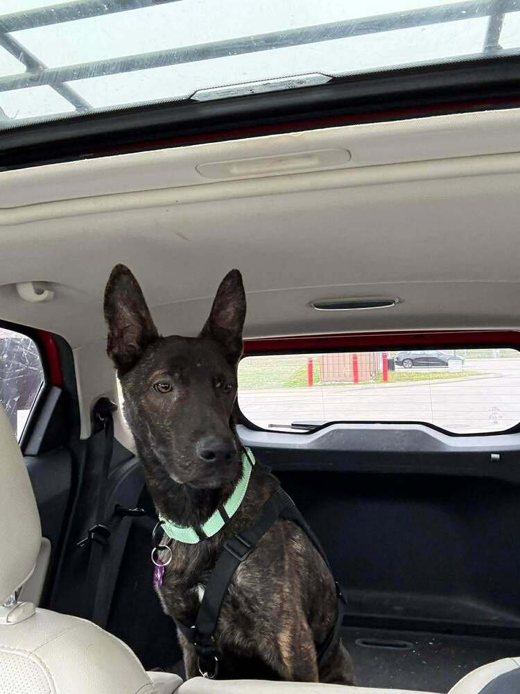 APACHE- LOCATED IN MISSOURI - Dutch Shepherd available for adoption