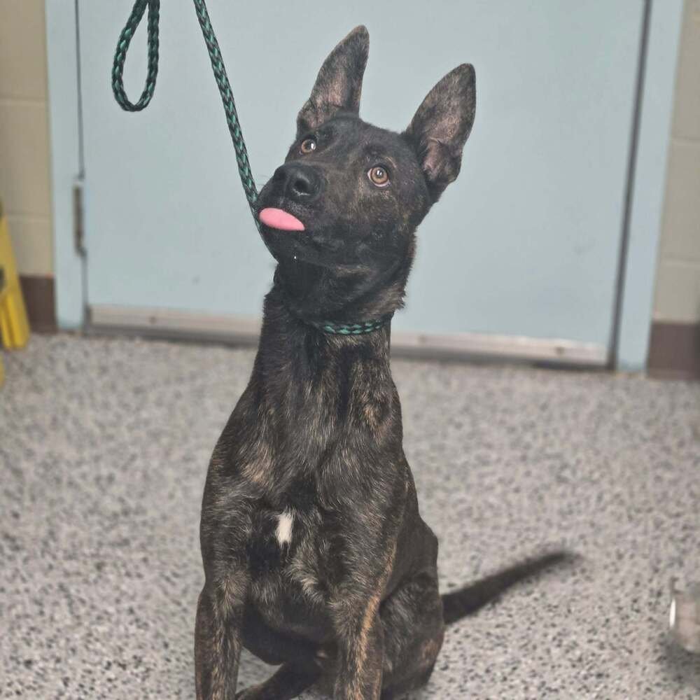 APACHE- LOCATED IN MISSOURI - Dutch Shepherd available for adoption