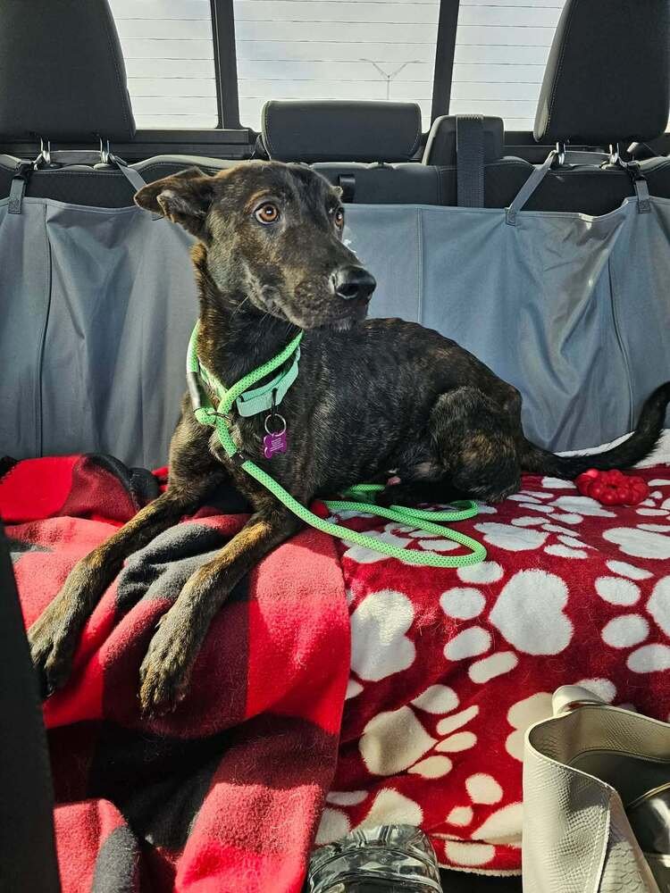 Apache- Located in Missouri - Photo 3