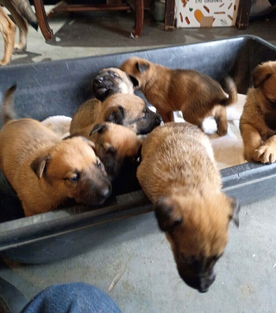 STORMY SKYE LITTER TALVI - LOCATED IN TX - Belgian Shepherd Malinois available for adoption