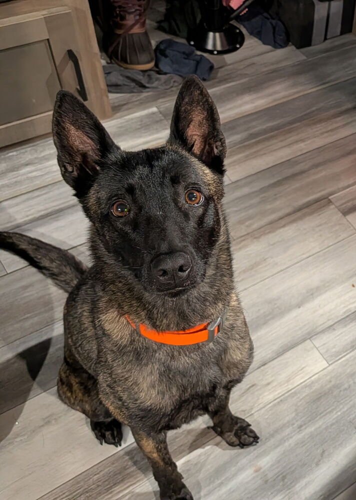 AZIZA - LOCATED IN CA - Dutch Shepherd available for adoption