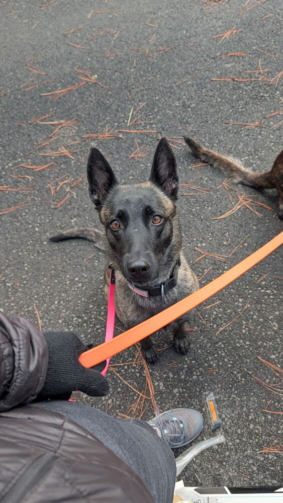 AZIZA - LOCATED IN CA - Dutch Shepherd available for adoption