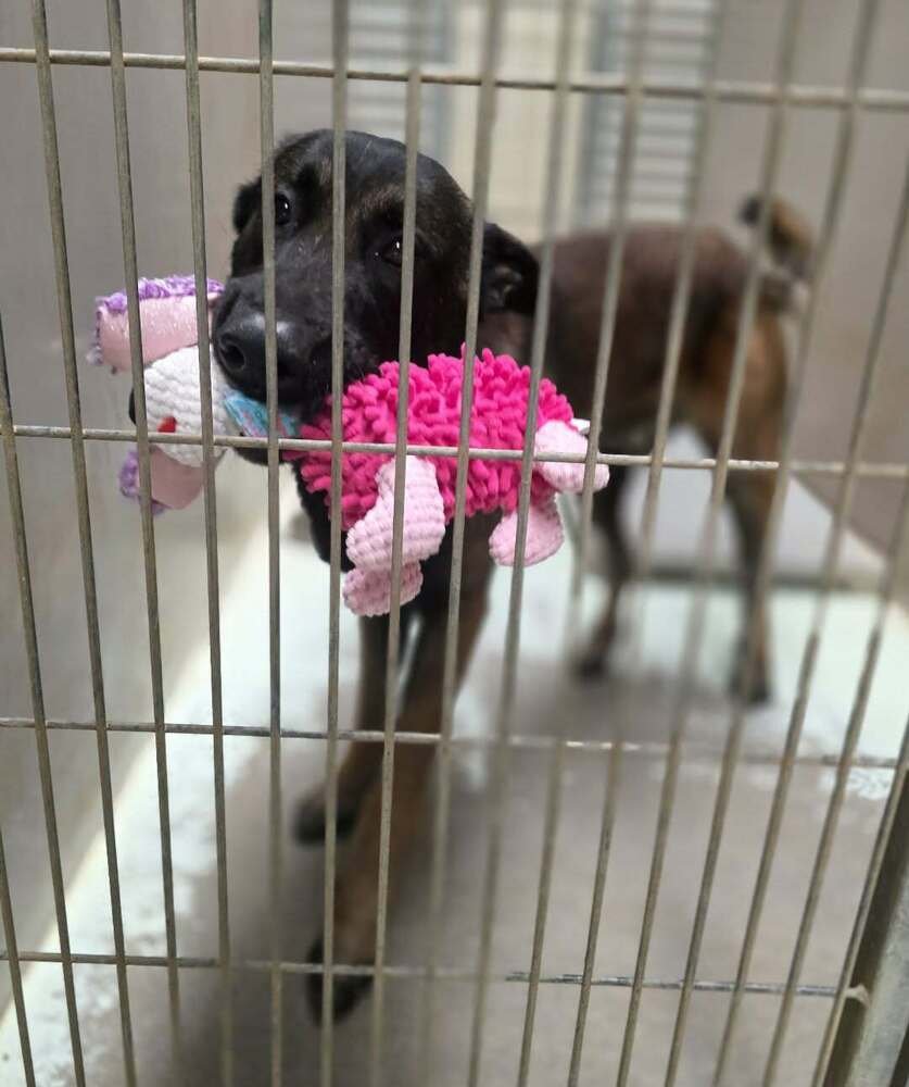 GUNNER - Belgian Shepherd Malinois / Dutch Shepherd available for adoption