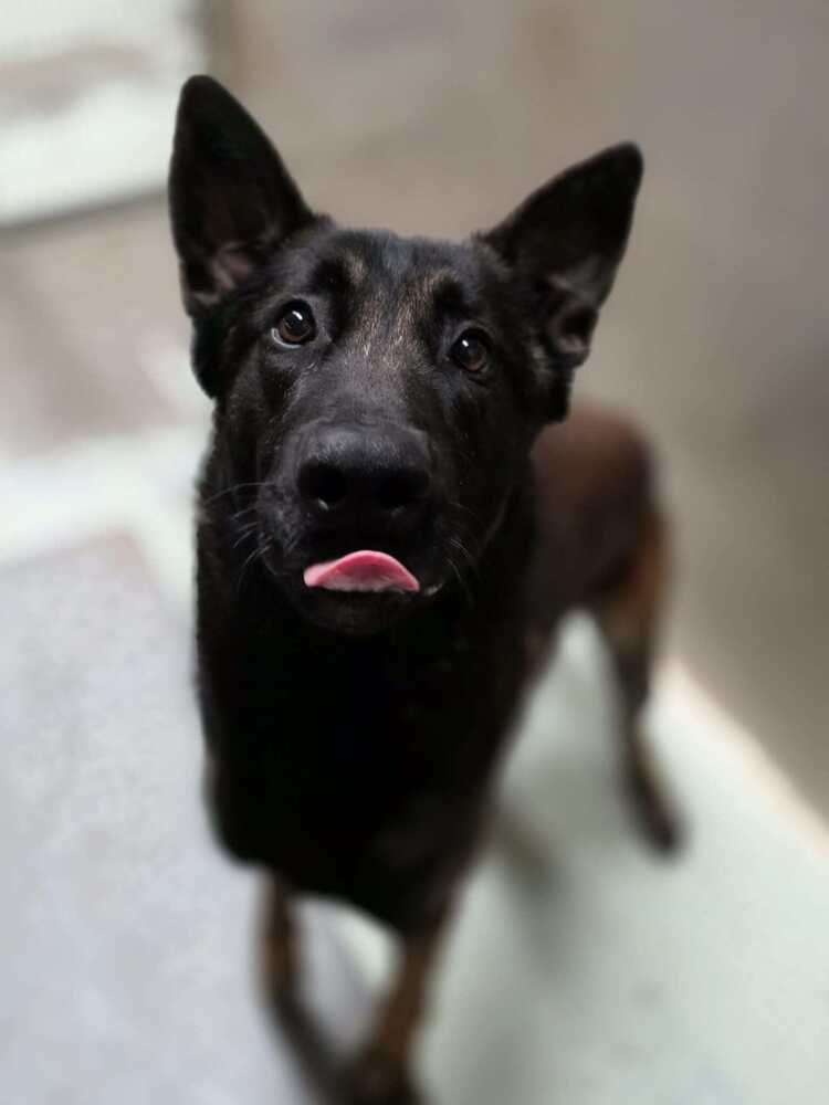 GUNNER - Belgian Shepherd Malinois / Dutch Shepherd available for adoption