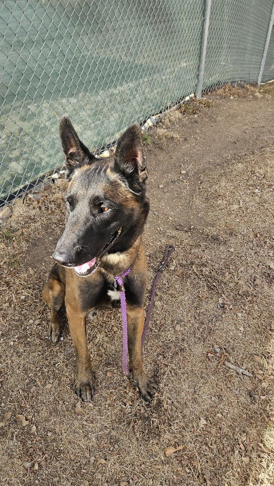 ENZO - LOCATED IN CO - Belgian Shepherd Malinois / German Shepherd Dog available for adoption
