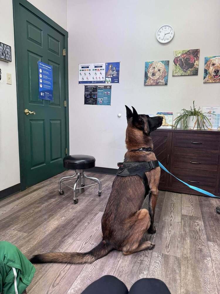 ENZO - LOCATED IN CO - Belgian Shepherd Malinois / German Shepherd Dog available for adoption