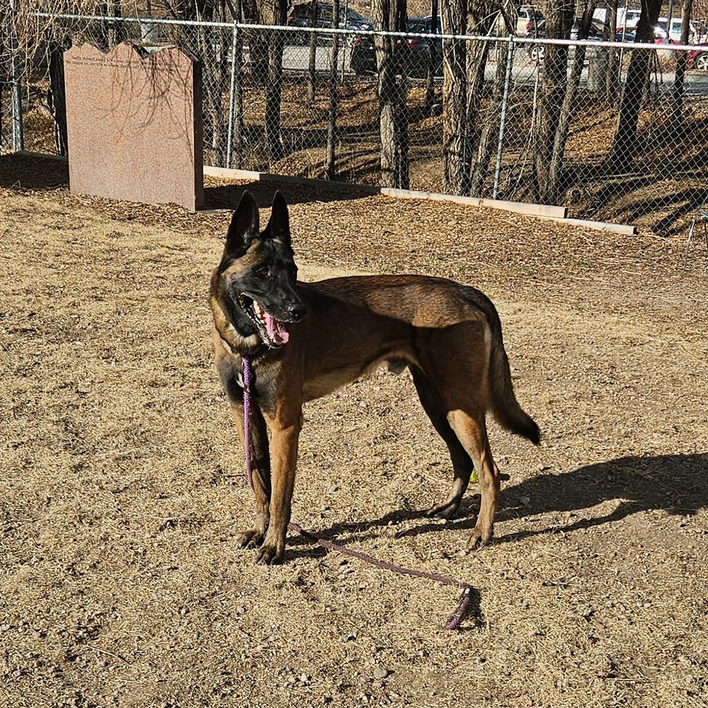 Enzo - Located in CO - Photo 3