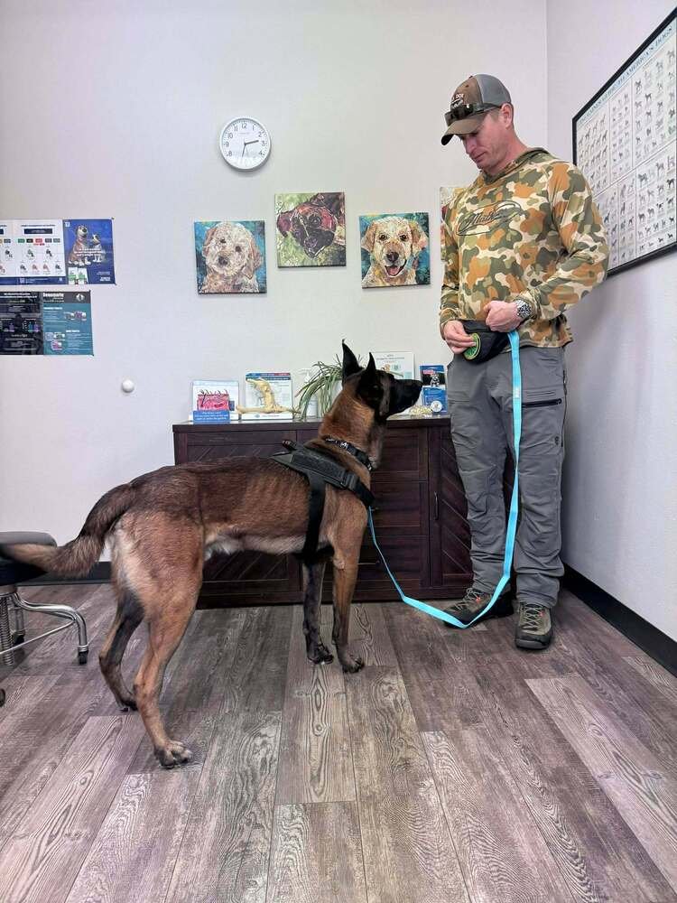 Enzo - Located in CO - Photo 4