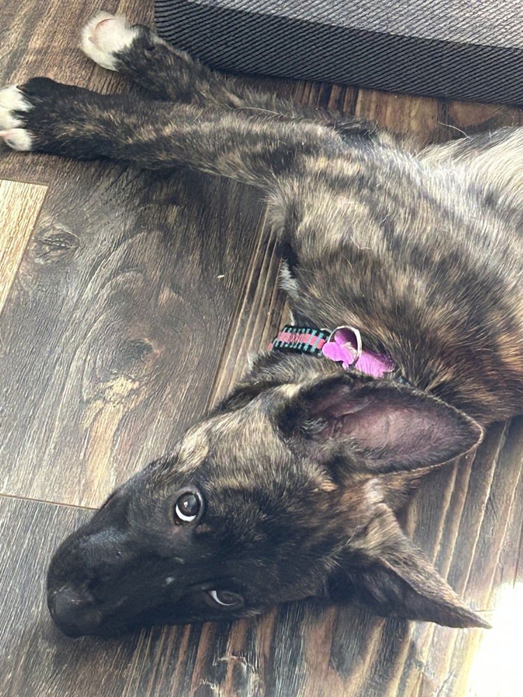 FINNEGAN (FINN) - LOCATED IN VIRGINIA - Dutch Shepherd available for adoption