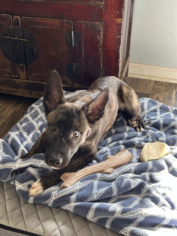 FINNEGAN (FINN) - LOCATED IN VIRGINIA - Dutch Shepherd available for adoption