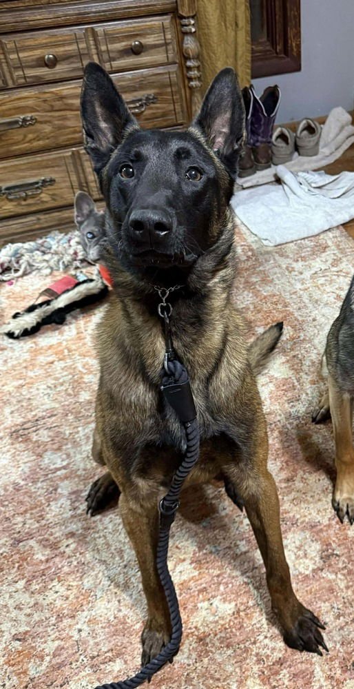 Viper located in Oklahoma - Photo 3