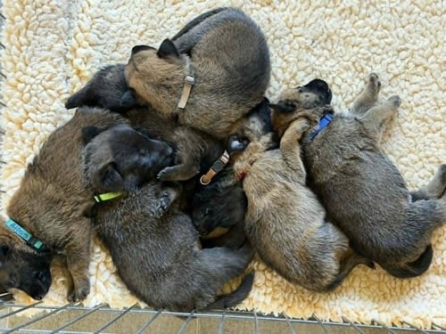 LODI LITTER MALE #6 - LOCATED IN CA (CREAM COLLAR) - Belgian Shepherd Malinois available for adoption
