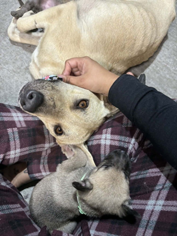 CALLIE - LOCATED IN NV - Belgian Shepherd Malinois available for adoption