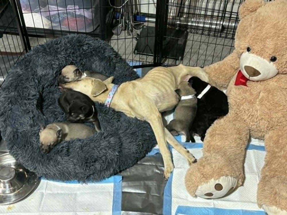 CALLIE - LOCATED IN NV - Belgian Shepherd Malinois available for adoption