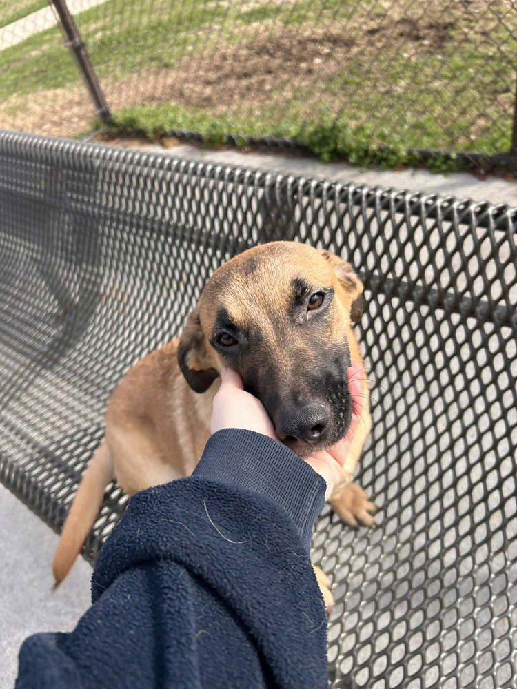 GUNSLINGER - ANNIE OAKLEY - Belgian Shepherd Malinois / German Shepherd Dog available for adoption