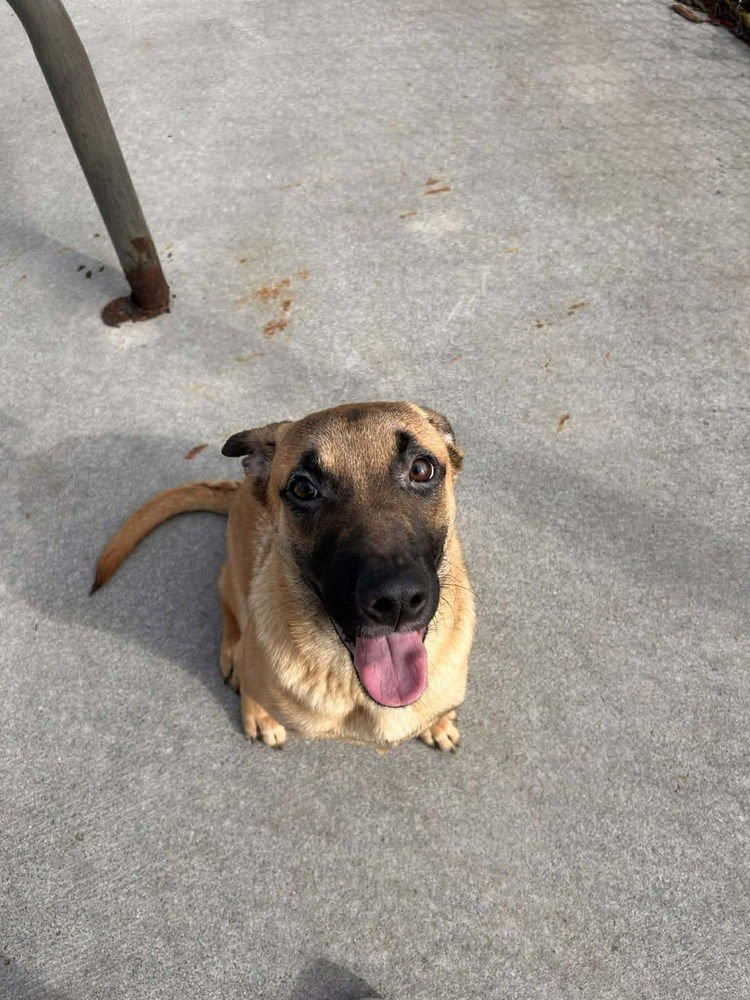 GUNSLINGER - ANNIE OAKLEY - Belgian Shepherd Malinois / German Shepherd Dog available for adoption