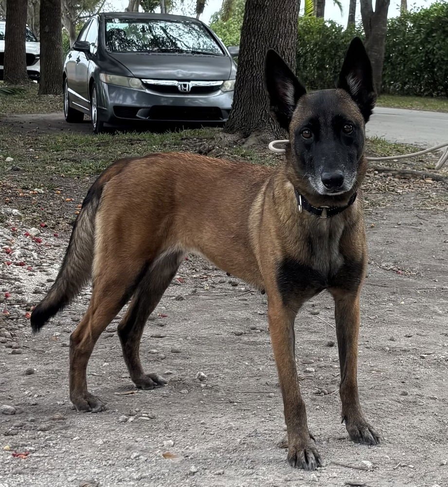 BERRY - LOCATED IN FLORIDA - Belgian Shepherd Malinois available for adoption
