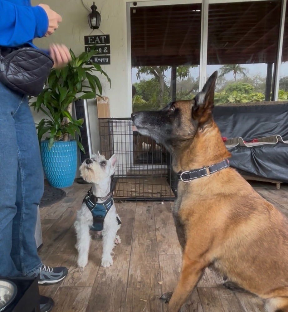BERRY - LOCATED IN FLORIDA - Belgian Shepherd Malinois available for adoption