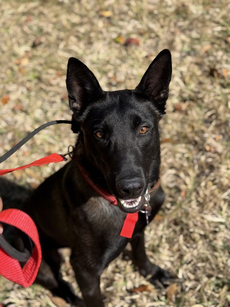 BRUCE - LOCATED IN FLORIDA - Belgian Shepherd Malinois available for adoption