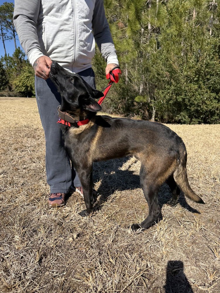 BRUCE - LOCATED IN FLORIDA - Belgian Shepherd Malinois available for adoption