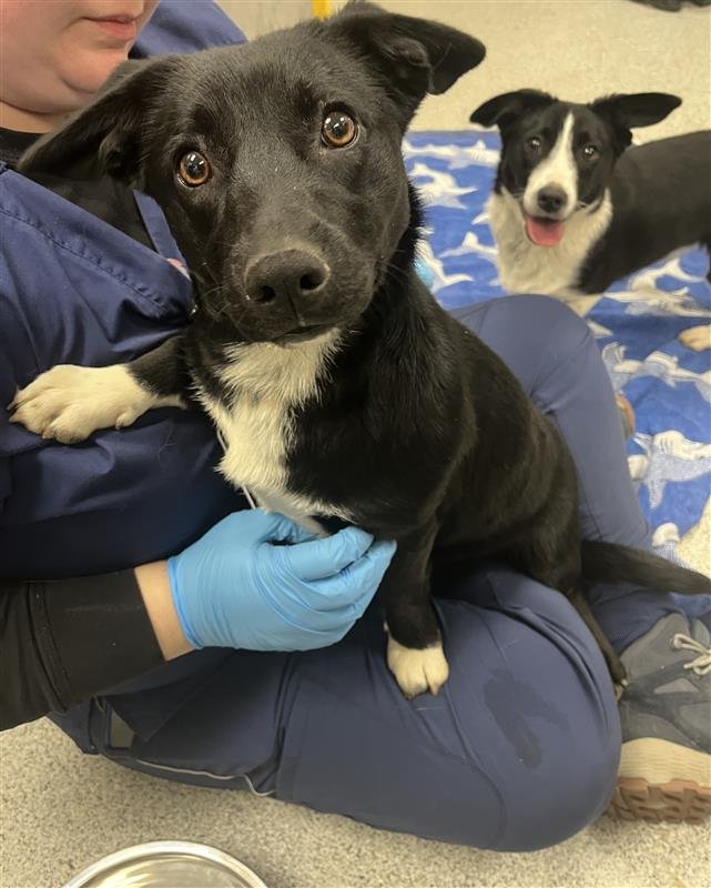 VELMA - Welsh Corgi available for adoption