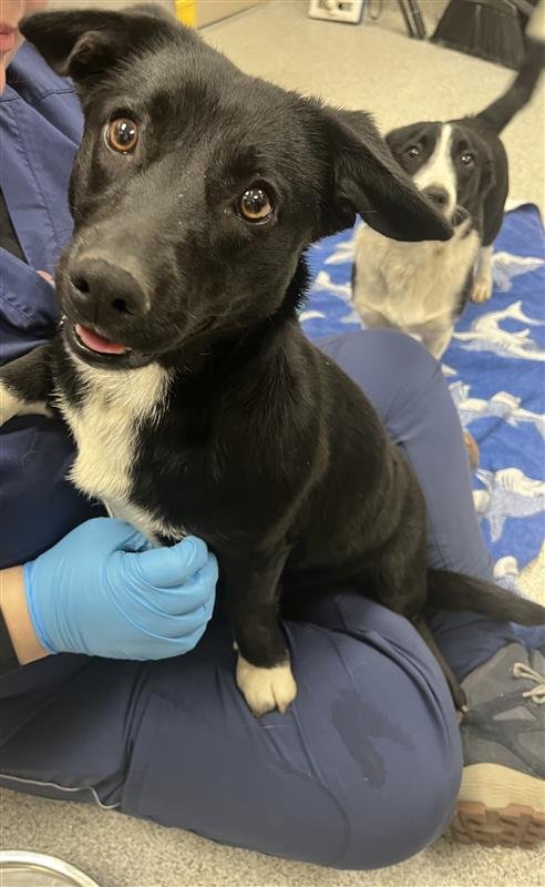 VELMA - Welsh Corgi available for adoption