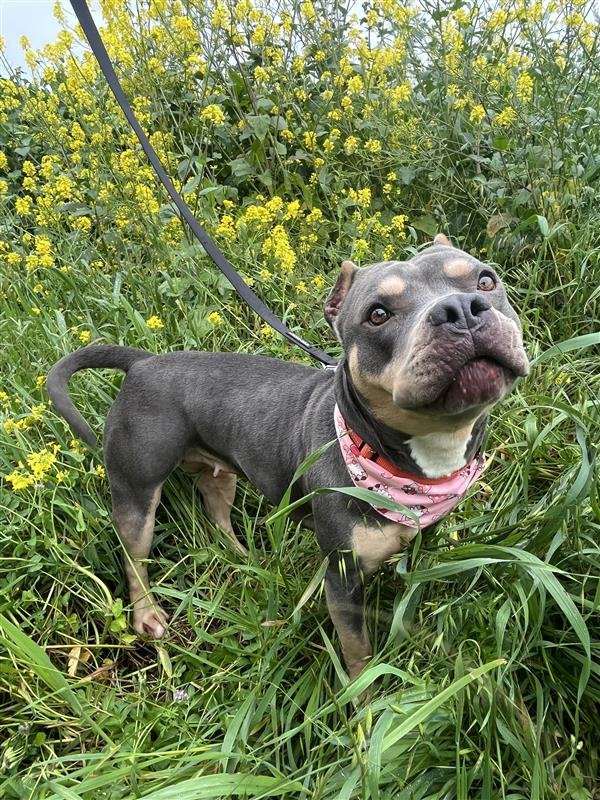 RUBY - Pit Bull Terrier available for adoption