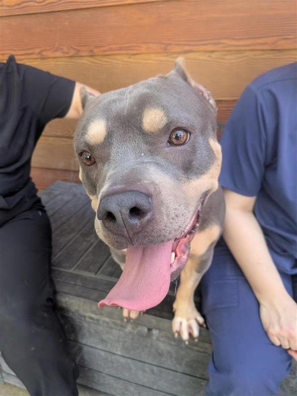 RUBY - Pit Bull Terrier available for adoption