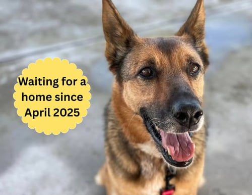 MAYA - German Shepherd Dog for adoption in Elk Grove