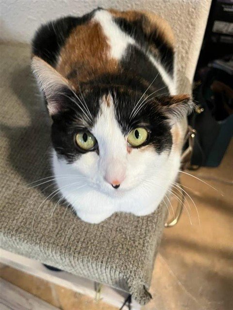 WISTERIA - Domestic Short Hair available for adoption