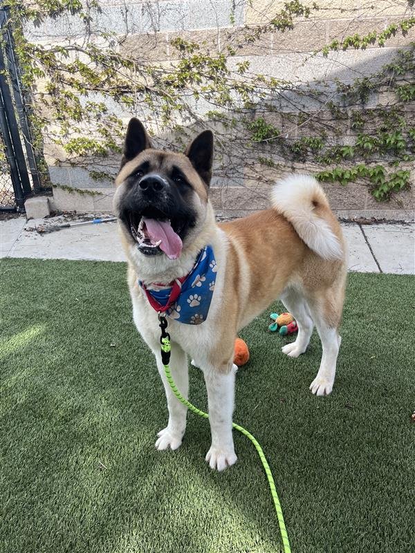 DUFFMAN - Akita available for adoption