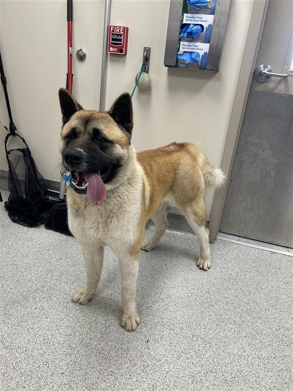 DUFFMAN - Akita available for adoption