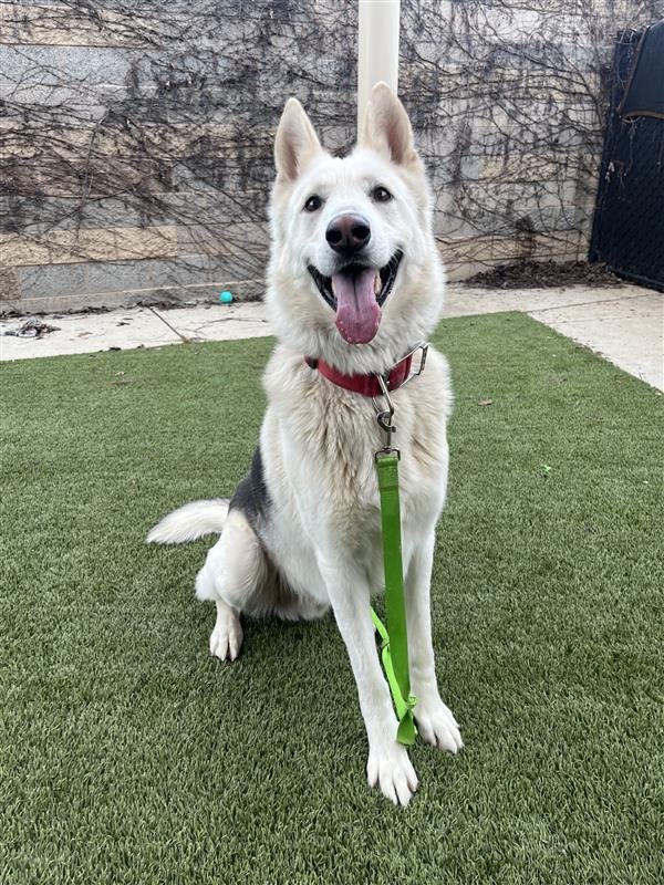 MALAKAI - Siberian Husky / German Shepherd Dog available for adoption