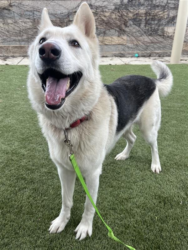 MALAKAI - Siberian Husky / German Shepherd Dog available for adoption