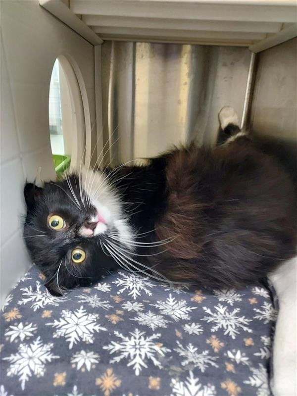 ARCO - Domestic Long Hair available for adoption