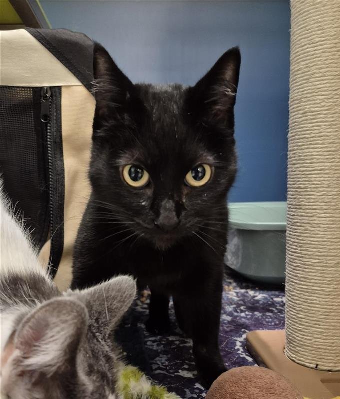 CANDY - Domestic Short Hair available for adoption