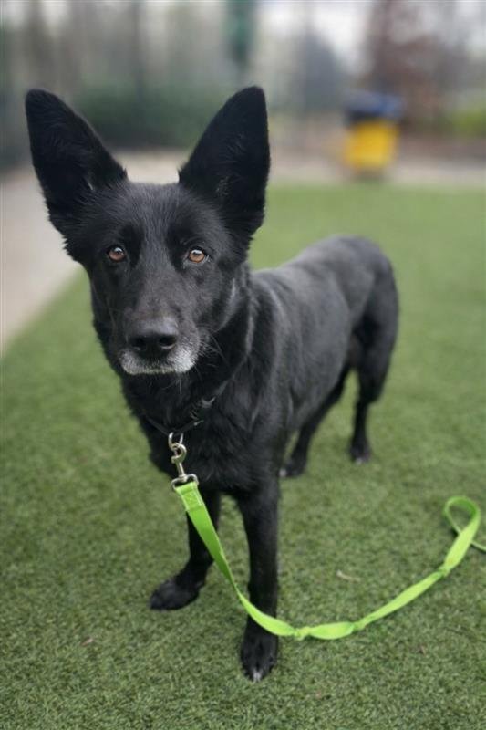 BLACKBEAR - German Shepherd Dog available for adoption